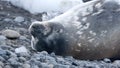 Crabeater seal in Antarctica