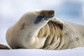 Close-up of crabeater seal resting on ice Royalty Free Stock Photo