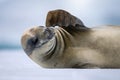 Close-up of crabeater seal scratching its face Royalty Free Stock Photo