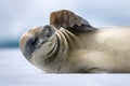Close-up of crabeater seal scratching under chin Royalty Free Stock Photo