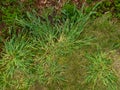 Crabgrass Royalty Free Stock Photo