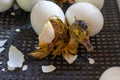 Close up of crack egg duck before birth. The process of hatching from goose eggs in the incubator