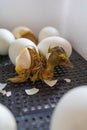 Close up of crack egg duck before birth. The process of hatching from goose eggs in the incubator Royalty Free Stock Photo