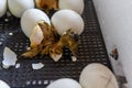 Close up of crack egg duck before birth. The process of hatching from goose eggs in the incubator