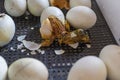 Close up of crack egg duck before birth. The process of hatching from goose eggs in the incubator Royalty Free Stock Photo