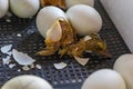 Close up of crack egg duck before birth. The process of hatching from goose eggs in the incubator Royalty Free Stock Photo