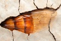 Close-up of a cracked amber-colored insect wing