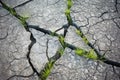 close-up of cracked asphalt with green grass breaking through