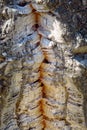 Cracked bark of cork oak tree up close, wood texture Royalty Free Stock Photo