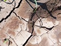 Close Up of Cracked and Broken Semi Wet Ground or Land at the Field During A Hot Summer Day