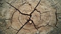 Close-up of cracked tree stump texture Royalty Free Stock Photo