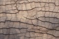 close-up of a cracked wooden surface