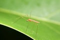 Close-up crane fly on green leaf Royalty Free Stock Photo