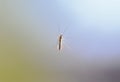 Close-up of a crane fly, an insect of the Tipulidae family perched on a window Royalty Free Stock Photo