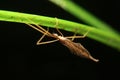 Close-up crane fly Tipula, Platytipula Royalty Free Stock Photo