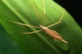 Close-up crane fly Tipula, Platytipula Royalty Free Stock Photo