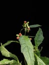 Close-up of Crassocephalum crepidioides plant against black background