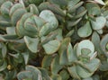 Close-up of crassula arborescens