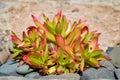 Crassula capitella plant in a farm garden