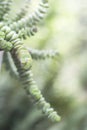 Close up of crassula perforara foliage Royalty Free Stock Photo