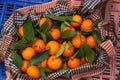 Close-up of a crate full of fresh tangerines with tree leaves