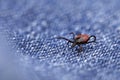 close up of a crawling deer tick on a blue jeans, dangerous parasite on clothing after a walk in nature in spring