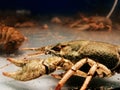 Close up. crayfish in a spacious aquarium.