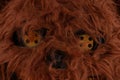 Close up of crazy furry Killer brown Bear eyes