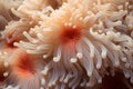 Close up of cream colored Sea anemones