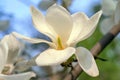 Close-up of a cream flower on a magnolia tree on a background of garden and sky. Macro, a young magnolia flower.