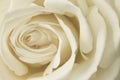 Close up cream rose