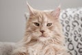 Fluffy Maine Coon cat relaxing on sofa Royalty Free Stock Photo