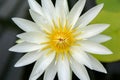 Close up of Cream white water lily flower in Wellington Royalty Free Stock Photo