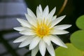 Close up of Cream white water lily flower in Wellington Royalty Free Stock Photo