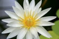 Close up of Cream white water lily flower in Wellington Royalty Free Stock Photo