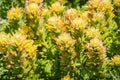 Close up of creamy Indian paintbrush Castilleja wildflowers, Mori Point, Pacifica, California Royalty Free Stock Photo