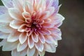 Close-up of a creamy white dahlia flower touched with pink and purple and covered with dewdrops