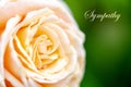 Close up of a creamy white rose flower with text sympathy