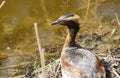 close-up of a crebe nesting in the reeds Royalty Free Stock Photo
