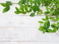 Creeper plant green leaves on white vintage wood.