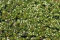 Close up of Creeping Cotoneaster with white flowers