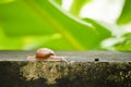 Close up creeping grape snail on the wall with blurry banana green leaf background
