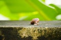 Close up creeping grape snail on the wall with blurry banana green leaf background Royalty Free Stock Photo