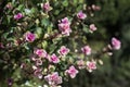 Close up of Creeping Thyme herb with pink tips.