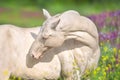 Close up cremello horse Royalty Free Stock Photo