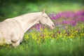 Alhal teke horse in flowers Royalty Free Stock Photo