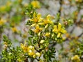 Close Up of a Creosote Bush in Bloom