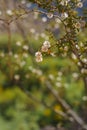 Close up of a Creosote bush with seeds on a twig. Shot vertically.