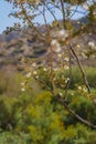 Close up of Creosote seeds on a bush branch Royalty Free Stock Photo