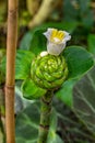 Close up of crepe ginger (Costus speciosus) white flower blossoming. Botanischer Garten KIT Karlsruhe, Germny Royalty Free Stock Photo